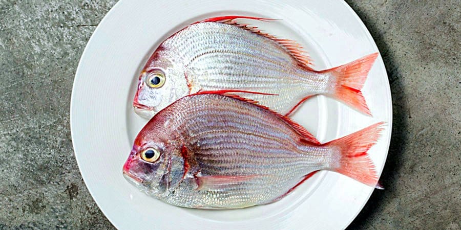 Red sea bream
