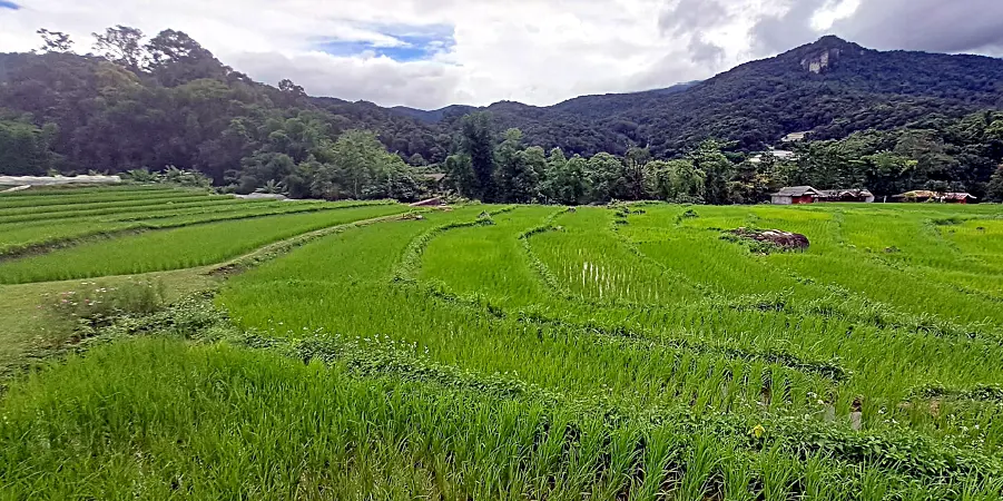 Doi Inthanon3