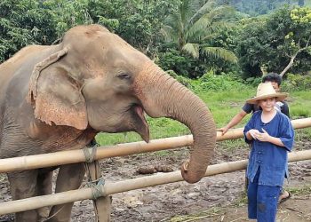 Elephant Care - Chiang Mai