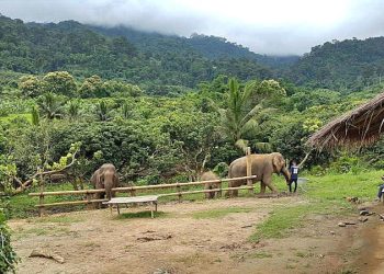 Elephant Care - Chiang Mai