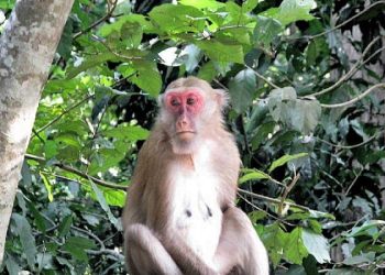 In Kanchanaburi bezoekt u de Erwan Waterfalls. Dit is een prive tocht met onze Engelssprekende chauffeur. Vanaf de 2e waterval kan er gezwommen worden. Let op de loslopende aapjes.