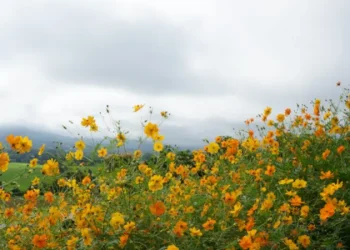 MaehongsonFlowers