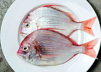 Red sea bream