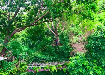 SamuiZiplineBridges